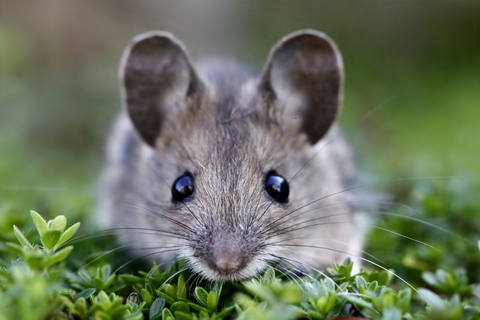 How to stay present: Lessons from a mouse